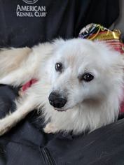 American Eskimo Dog Dogs for adoption in Newport, KY, USA