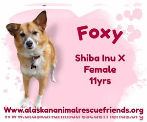 Shiba Inu-Unknown Mix Dogs for adoption in Anchorage, AK, USA