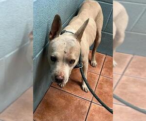 American Pit Bull Terrier Dogs for adoption in Downey, CA, USA