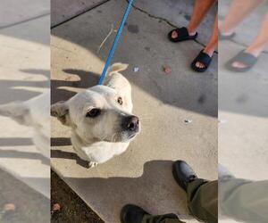 Chihuahua-Unknown Mix Dogs for adoption in Bakersfield, CA, USA