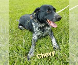 German Shorthaired Lab Dogs for adoption in Tuscaloosa, AL, USA