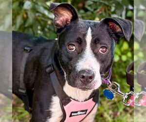 Mutt Dogs for adoption in Canton, CT, USA