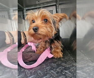 Mutt Dogs for adoption in Rancho Cucamonga, CA, USA