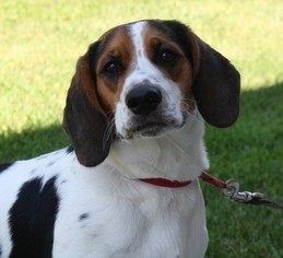 Beagle Dogs for adoption in Menominee, MI, USA