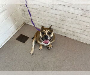 American Pit Bull Terrier Dogs for adoption in San Bernardino, CA, USA