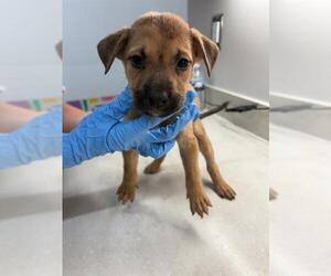 Shepradors Dogs for adoption in Baytown, TX, USA