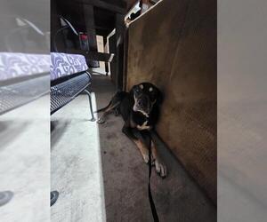Rottweiler-Unknown Mix Dogs for adoption in San Antonio, TX, USA