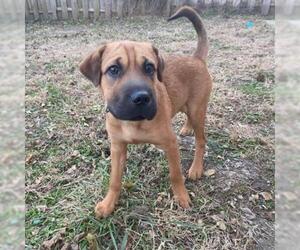 Chinese Shar-Pei Dogs for adoption in Kansas City, MO, USA