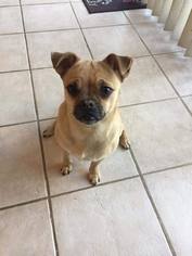 Medium Photo #1 Chug Puppy For Sale in YARDLEY, PA, USA
