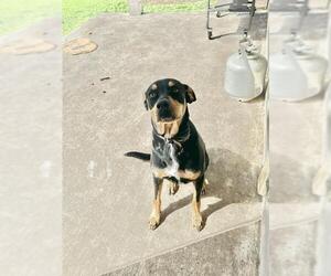 Doberman Pinscher-Labrador Retriever Mix Dogs for adoption in San Antonio, TX, USA