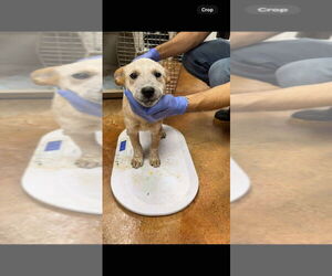 Mutt Dogs for adoption in Bolivar, MO, USA