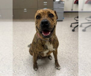 Mutt Dogs for adoption in Brighton, CO, USA