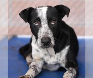 American Staffordshire Terrier Dogs for adoption in San Antonio, TX, USA