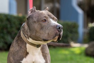 American Staffordshire Terrier-Staffordshire Bull Terrier Mix Dogs for adoption in El Cajon, CA, USA