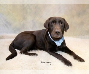 Labrador Retriever Dogs for adoption in Hot Springs Village, AR, USA