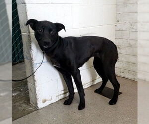 German Shepherd Dog Dogs for adoption in San Bernardino, CA, USA