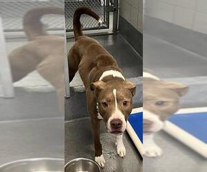 American Staffordshire Terrier-Unknown Mix Dogs for adoption in San Antonio, TX, USA