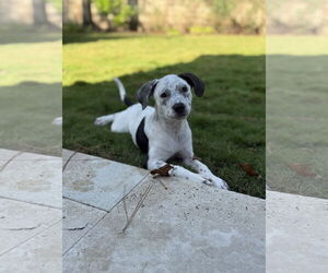 Labrador Retriever-Unknown Mix Dogs for adoption in The Woodlands, TX, USA