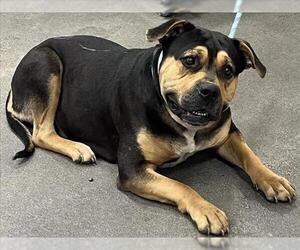Rottweiler-Unknown Mix Dogs for adoption in Forestville, MD, USA