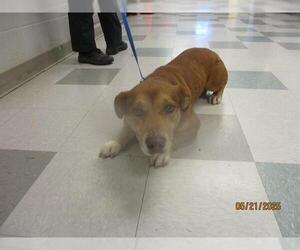 Dachshund-Unknown Mix Dogs for adoption in Oklahoma City, OK, USA