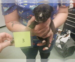 Australian Kelpie-Unknown Mix Dogs for adoption in Oroville, CA, USA