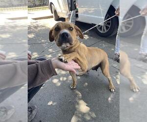 Mutt Dogs for adoption in Stockton, CA, USA