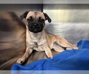 Chug Dogs for adoption in Grand Prairie, TX, USA