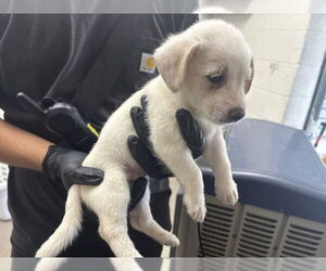 Border Collie Dogs for adoption in San Bernardino, CA, USA