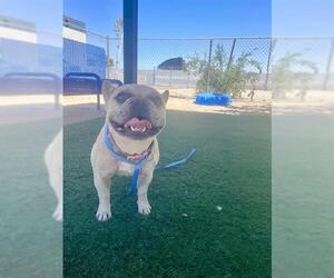 French Bulldog Dogs for adoption in HESPERIA, CA, USA