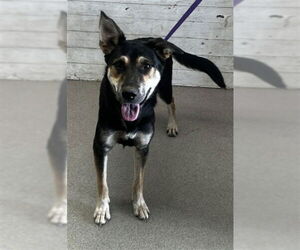 Medium Photo #1 German Shepherd Dog Puppy For Sale in San Bernardino, CA, USA