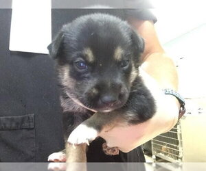 German Shepherd Dog-Unknown Mix Dogs for adoption in Riverside, CA, USA