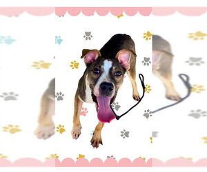 American Pit Bull Terrier-Unknown Mix Dogs for adoption in Conroe, TX, USA