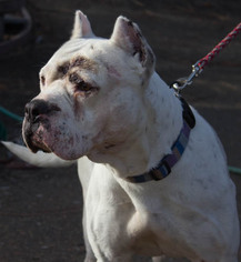 Dogo Argentino Dogs for adoption in Yakima, WA, USA