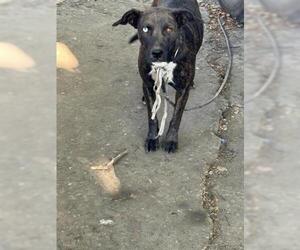 American Pit Bull Terrier-Unknown Mix Dogs for adoption in Houston, TX, USA