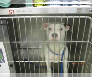 Mutt Dogs for adoption in Oklahoma City, OK, USA