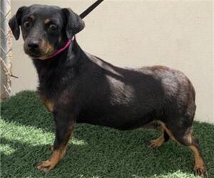 Dachshund Dogs for adoption in Visalia, CA, USA