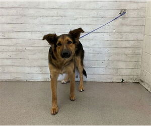 German Shepherd Dog Dogs for adoption in San Bernardino, CA, USA