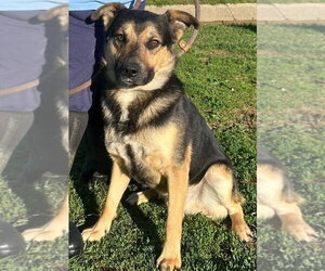 Mutt Dogs for adoption in Evansville, IN, USA