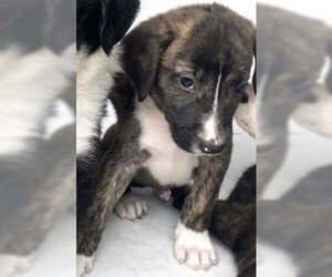 Australian Shepherd Dogs for adoption in Houston, TX, USA