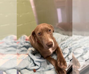 Mutt Dogs for adoption in Elmsford, NY, USA