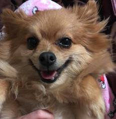 Pomeranian Dogs for adoption in Martins Creek, PA, USA