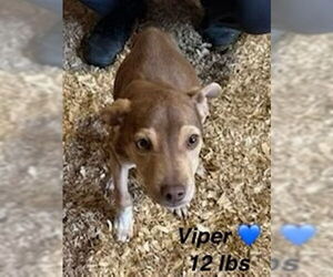 Beagle-Unknown Mix Dogs for adoption in New Orleans, LA, USA