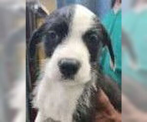 Mutt Dogs for adoption in Royal Palm Beach, FL, USA