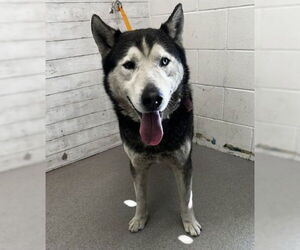 Siberian Husky Dogs for adoption in San Bernardino, CA, USA