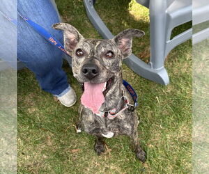 Mountain Cur-Whippet Mix Dogs for adoption in Brooklyn Center, MN, USA
