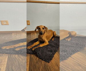 Doberman Pinscher-Redbone Coonhound Mix Dogs for adoption in New London, WI, USA