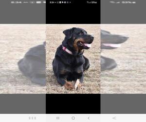 Rottweiler Dogs for adoption in Rocky Mount, NC, USA