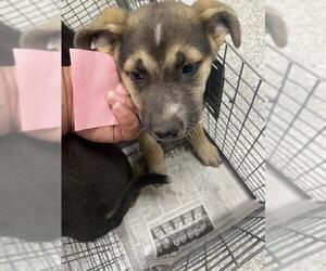 German Shepherd Dog-Unknown Mix Dogs for adoption in Pasadena, TX, USA