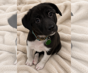 Labrador Retriever-Unknown Mix Dogs for adoption in Royal Palm Beach, FL, USA