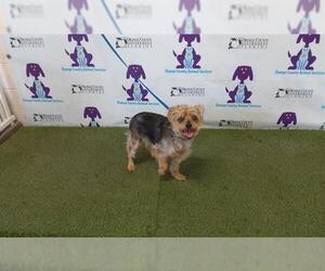 Mutt Dogs for adoption in Orlando, FL, USA